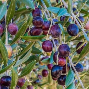 Zeytinin faydaları nelerdir? Zeytin yaprağı nasıl t&uuml;ketilir? Zeytin &ccedil;ekirdeği yutarsanız...