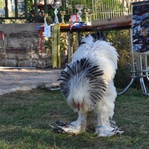 Araba parasına bir horoz iki tavuk