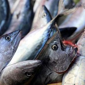 Palamut balığı nasıl temizlenir? Palamut balığını ayıklama y&ouml;ntemleri