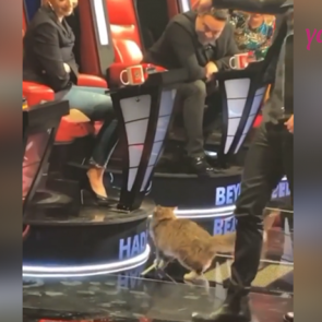 St&uuml;dyoya giren kedi Hadise'yi se&ccedil;ti!
