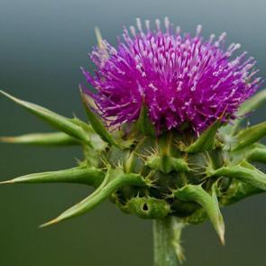 Deve dikeni tohumu nedir ve nasıl kullanılır? Deve dikeni tohumunun faydaları nelerdir?