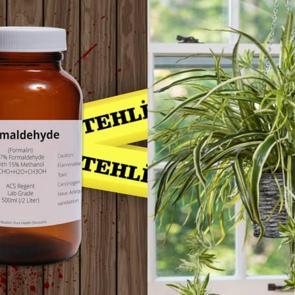 Kurdele &ccedil;i&ccedil;eği bakımı nasıl yapılır? Kurdele &ccedil;i&ccedil;eğinin faydaları