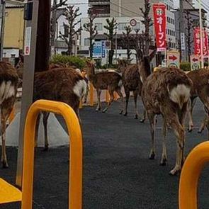 Karantina nedeniyle boş kalan şehirlere hayvanlar indi! İşte o şaşırtan g&ouml;r&uuml;nt&uuml;ler...