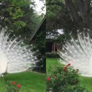 Nadiren g&ouml;r&uuml;len beyaz Tavus Kuşu g&uuml;zelliğiyle b&uuml;y&uuml;ledi!