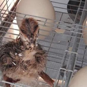 Korona sonrası satışlar patladı, talebe yetişemiyorlar