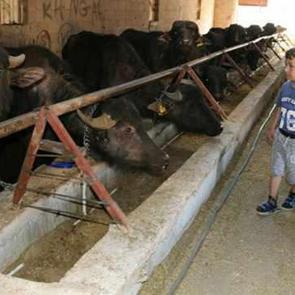 Annesi i&ccedil;in aldı, siparişlere yetişemeyince &ccedil;iftlik kurdu