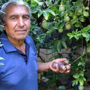 Hobi ama&ccedil;lı başladı! Kilosunu 100 liradan satıyor