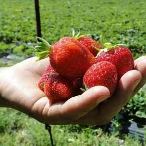 Hibeyle başladığı &ccedil;ilek &uuml;retiminde taleplere yetişemiyor