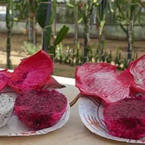 Tayland'da g&ouml;rd&uuml;, şimdi Aydın'da yetiştiriyor