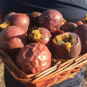 Deneme ama&ccedil;lı başladı, 20 d&ouml;n&uuml;me &ccedil;ıkardı