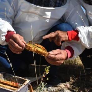 Yılda 5 bin adet &uuml;retim tanesini 50 liradan satıyor