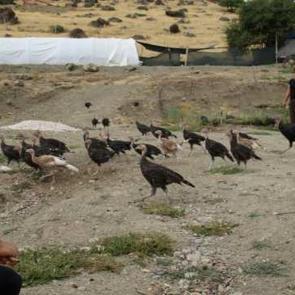 Kendi &ccedil;iftliğini kurdu: Bir yılda 200 bin adet tavuk sattı