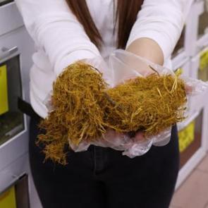 Oruçta susuzluğa çare “lavanta” ve “ıhlamur" 