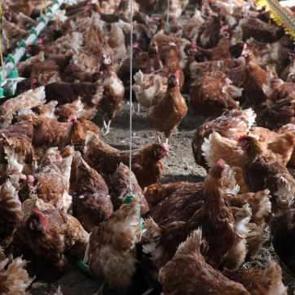 K&ouml;y&uuml;ne d&ouml;nen emekli memur, organik yumurta &uuml;retimi i&ccedil;in tavuk &ccedil;iftliği kurdu