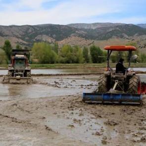 Çeltik üreticilerinin ramazanda da zorlu mesaileri sürüyor