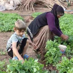 İmece usul&uuml; yılda yaklaşık 20 milyon sebze fidesi &uuml;retiyor