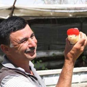 Serada sebze yerine s&uuml;s balığı yetiştirmeye başladı