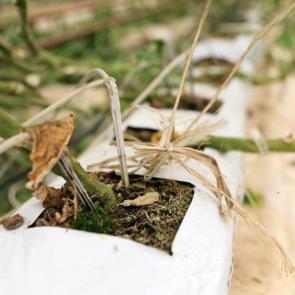Toprakta değil Hindistan cevizi ile &uuml;retiyor! Boyu 5 metreyi buluyor