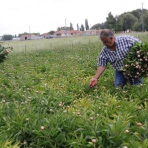 7 yıl &ouml;nce Hollanda'dan getirdiler! Şimdi sipariş yağıyor