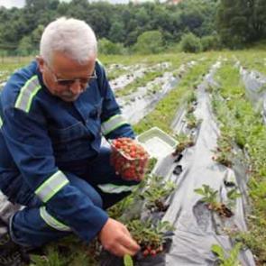 Kilosu 60 lira! Siparişlere yetişme şansı yok