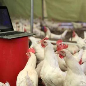 Tavuklara bunu yaptı, 2 ayda yumurta verimi arttı