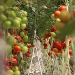 Topraksız tarım kadınlara iş kapısı oldu