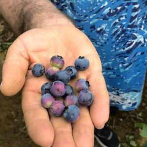 'Mavi yemiş' ekti! Yıllık 100 bin TL kazanıyor