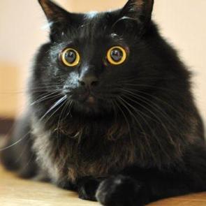 R&uuml;yada siyah kedi g&ouml;rmek neye işaret? R&uuml;yada siyah kedi ısırması ne demek?