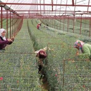 Denizli'de &uuml;retti, ilk yılda ihracat yaptı: ''Tereciye tere satıyoruz''