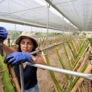 Kendisi bile bilmiyordu! Şimdiden sipariş geliyor