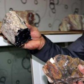 Erzurum'daki ağa&ccedil; fosillerinde 160-170 milyon &ouml;ncesinin izi bulundu