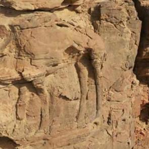 Suudi Arabistan'da kayalara kazınmış deve fig&uuml;rleri 8 bin yıllık &ccedil;ıktı