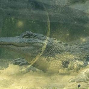 R&uuml;yada timsah g&ouml;rmek ne demek? R&uuml;yada timsah yavrusu g&ouml;rmek neye işaret eder?