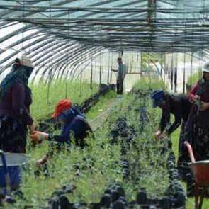 Avrupa &uuml;lkeleri sıraya girdi! Para basıyor