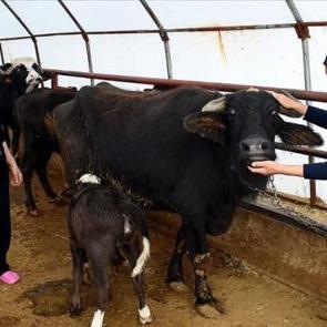 Kız kardeşler devlet desteği aldı, baba mesleğini devam ettiriyorlar