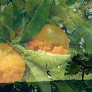 R&uuml;yada portakal g&ouml;rmek ne demek? R&uuml;yada portakal soymak hayırlı mıdır?