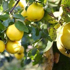 R&uuml;yada ayva g&ouml;rmek ne demektir? R&uuml;yada ayva toplamak ne anlama gelir?