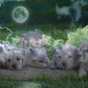 R&uuml;yada yavru k&ouml;pek g&ouml;rmek ne demek? R&uuml;yada konuşan k&ouml;pek g&ouml;rmek hayırlı mıdır?