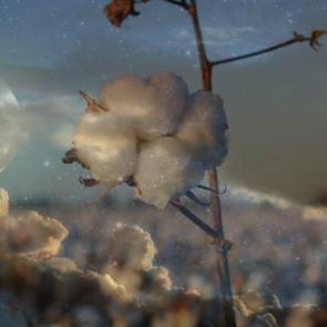 R&uuml;yada pamuk g&ouml;rmek ne demek? R&uuml;yada pamuk yığını g&ouml;rmek neye işaret eder?