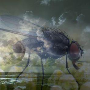 R&uuml;yaya kara sinek g&ouml;rmek ne demek? R&uuml;yada kara sinek kovalamak ne anlama gelir?