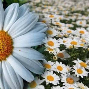 R&uuml;yada beyaz papatya tarlası g&ouml;rmek ne demektir? R&uuml;yada papatya koklamak hayırlı mıdır?