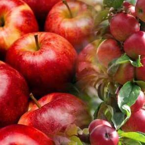 R&uuml;yada elma toplamak ne demektir? R&uuml;yada kırmızı elma g&ouml;rmek hayırlı mıdır?