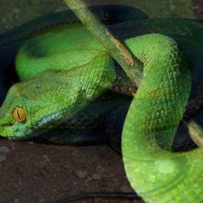 R&uuml;yada yılan g&ouml;rmek ne demek? R&uuml;yada yılanın ka&ccedil;tığını g&ouml;rmek hayır mı, şer mi?