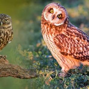 R&uuml;yada eve baykuş girdiğini g&ouml;rmek neye işaret? R&uuml;yada baykuş &ouml;ld&uuml;rmek ne anlama gelir?