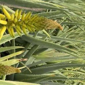 Bir dekarlık alanda başladı! Rekor kazan&ccedil; elde etti