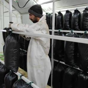 Tadını bilmeden &uuml;retti: Yılda 600 bin lira kazandı