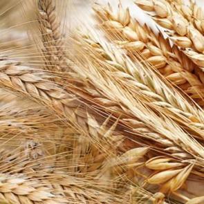 R&uuml;yada buğday g&ouml;rmek ne demek? R&uuml;yada buğday tarlası g&ouml;rmek neye işaret eder?