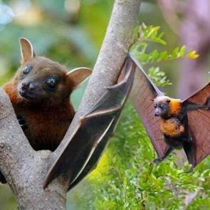 R&uuml;yada yarasa g&ouml;rmek ne demek? R&uuml;yada yarasa &ouml;ld&uuml;rd&uuml;ğ&uuml;n&uuml; g&ouml;rmek...