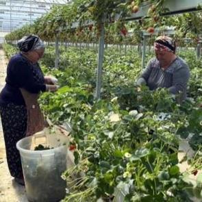 Sinop&rsquo;tan d&uuml;nyaya &ccedil;ilek ihracatı