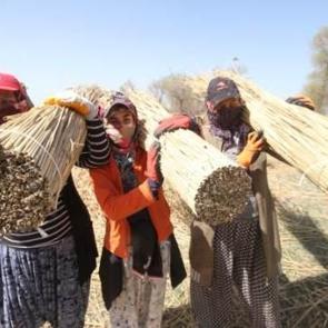 Beyşehir G&ouml;l&uuml; kıyılarından kesilen kamışlar Avrupa'ya g&ouml;nderiliyor